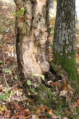 Prenčín, 22.10.2010
Súlovské vrchy - vrch Nadskálie. Trouchnivý pahýlu dubu osídlený kovaříky Hypoganus inunctus.



Klíčová slova: Súlovské vrchy Prenčín vrch Nadskálie Hypoganus inunctus