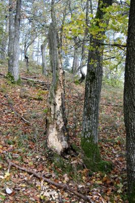 Prenčín, 22.10.2010
Súlovské vrchy - vrch Nadskálie. Trouchnivý pahýlu dubu osídlený kovaříky Hypoganus inunctus.



Klíčová slova: Súlovské vrchy Prenčín vrch Nadskálie Hypoganus inunctus