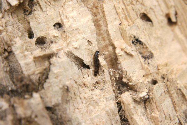 Prenčín, 22.10.2010
Súlovské vrchy - vrch Nadskálie. Larva kovaříka Hypoganus inunctus v trouchnivém pahýlu dubu.


Klíčová slova: Súlovské vrchy Prenčín vrch Nadskálie Hypoganus inunctus