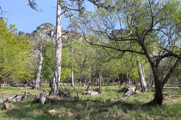 Tarvisio, 23.5.2023
Lago del Predil - jihovýchodní svah Vette Scabre.
Keywords: Tarvisio Lago del Predil Vette Scabre Calytis scabra