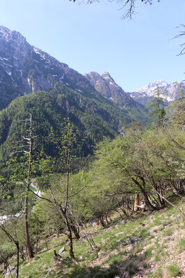 Tarvisio, 23.5.2023
Lago del Predil - jihovýchodní svah Vette Scabre.
Mots-clés: Tarvisio Lago del Predil Vette Scabre Calytis scabra