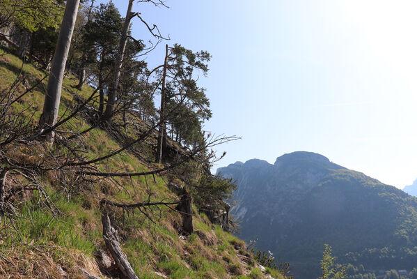 Tarvisio, 23.5.2023
Lago del Predil - jihovýchodní svah Vette Scabre.
Klíčová slova: Tarvisio Lago del Predil Vette Scabre Hypoganus inunctus