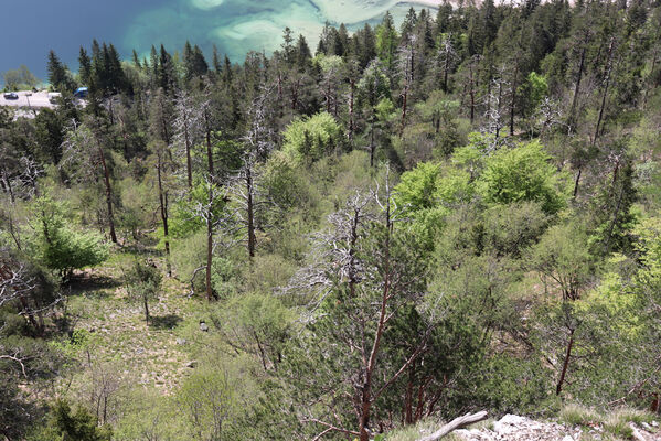 Tarvisio, 23.5.2023
Lago del Predil - jihovýchodní svah Vette Scabre.
Mots-clés: Tarvisio Lago del Predil Vette Scabre