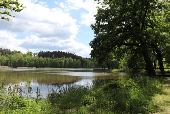 Višňová, 29.5.2020
Předlánce - Dubový rybník.
Schlüsselwörter: Višňová Předlánce Dubový rybník