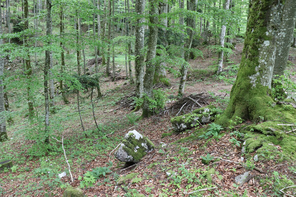 Ajdovščina, Predmeja, 22.5.2023
V krasovém závrtu v dolině pod vrchem Suhi hrib. Biotop kovaříků Dima elateroides.
Keywords: Slovenia Ajdovščina Predmeja Trnovski gozd vrch Suhi hrib Dima elateroides