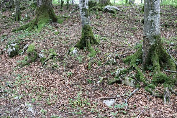 Ajdovščina, Predmeja, 22.5.2023
V krasovém závrtu v dolině pod vrchem Suhi hrib. Biotop kovaříků Dima elateroides.
Klíčová slova: Slovenia Ajdovščina Predmeja Trnovski gozd vrch Suhi hrib Dima elateroides