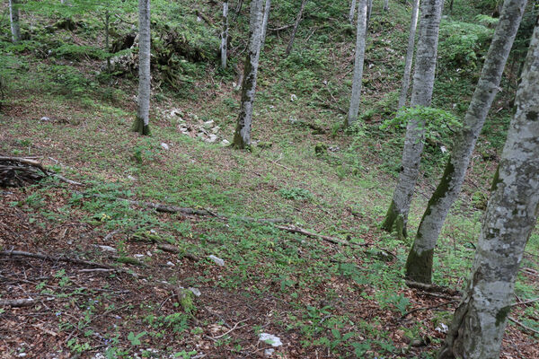 Ajdovščina, Predmeja, 22.5.2023
V krasovém závrtu v dolině pod vrchem Suhi hrib. Biotop kovaříků Dima elateroides.
Mots-clés: Slovenia Ajdovščina Predmeja Trnovski gozd vrch Suhi hrib Dima elateroides