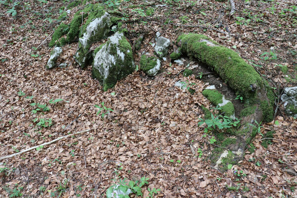 Ajdovščina, Predmeja, 22.5.2023
V krasovém závrtu v dolině pod vrchem Suhi hrib. Biotop kovaříků Dima elateroides.
Klíčová slova: Slovenia Ajdovščina Predmeja Trnovski gozd vrch Suhi hrib Dima elateroides