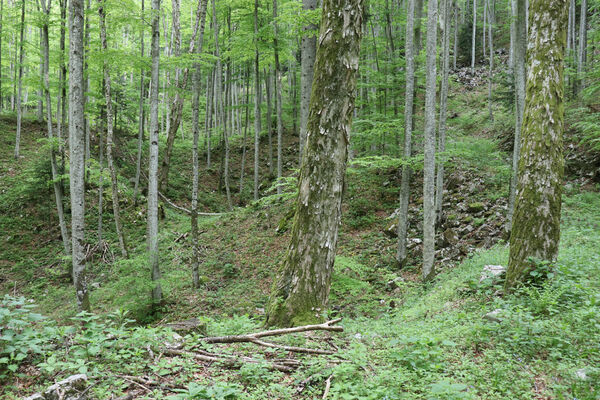 Ajdovščina, Predmeja, 22.5.2023
V krasovém závrtu v dolině pod vrchem Suhi hrib. Biotop kovaříků Dima elateroides.
Mots-clés: Slovenia Ajdovščina Predmeja Trnovski gozd vrch Suhi hrib Dima elateroides