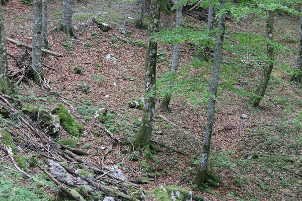 Ajdovščina, Predmeja, 22.5.2023
V krasovém závrtu v dolině pod vrchem Suhi hrib. Biotop kovaříků Dima elateroides.
Keywords: Slovenia Ajdovščina Predmeja Trnovski gozd vrch Suhi hrib Dima elateroides