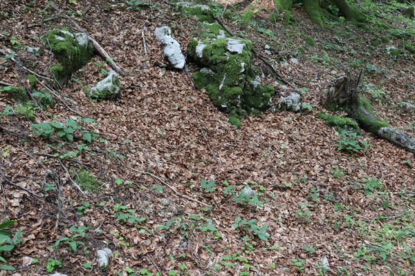 Ajdovščina, Predmeja, 22.5.2023
V krasovém závrtu v dolině pod vrchem Suhi hrib. Biotop kovaříků Dima elateroides.
Klíčová slova: Slovenia Ajdovščina Predmeja Trnovski gozd vrch Suhi hrib Dima elateroides