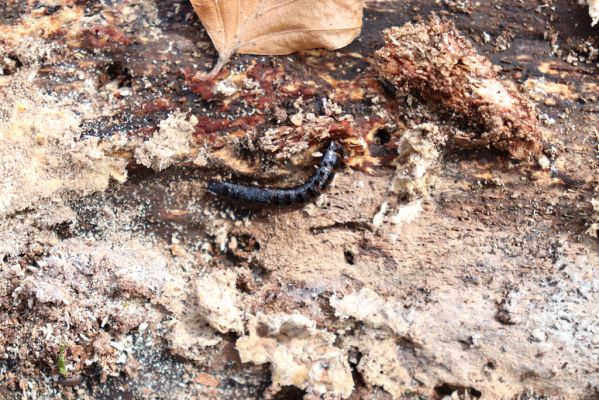 Prečín, 17.4.2019
Strážovské vrchy, vrch Dúpna. Larva kovaříka Stenagostus rhombeus.
Schlüsselwörter: Prečín Strážovske vrchy vrch Dúpna Stenagostus rhombeus