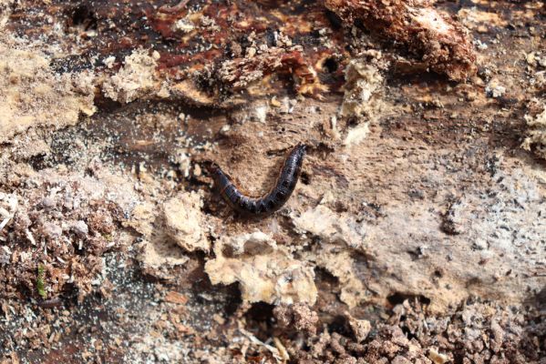 Prečín, 17.4.2019
Strážovské vrchy, vrch Dúpna. Larva kovaříka Stenagostus rhombeus.
Mots-clés: Prečín Strážovske vrchy vrch Dúpna Stenagostus rhombeus