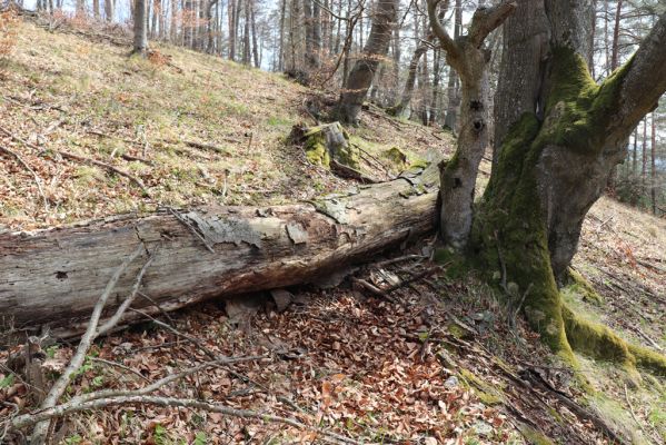 Prečín, 17.4.2019
Strážovské vrchy, vrch Dúpna.
Mots-clés: Prečín Strážovske vrchy vrch Dúpna Stenagostus rhombeus