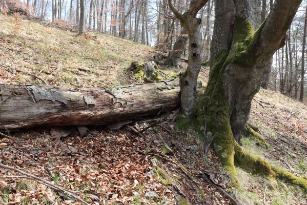 Prečín, 17.4.2019
Strážovské vrchy, vrch Dúpna.
Mots-clés: Prečín Strážovske vrchy vrch Dúpna Stenagostus rhombeus