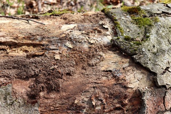 Prečín, 17.4.2019
Strážovské vrchy, vrch Dúpna.
Mots-clés: Prečín Strážovske vrchy vrch Dúpna Stenagostus rhombeus