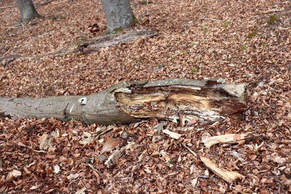 Prečín, 17.4.2019
Strážovské vrchy, vrch Dúpna.
Keywords: Prečín Strážovske vrchy vrch Dúpna Ampedus rufipennis