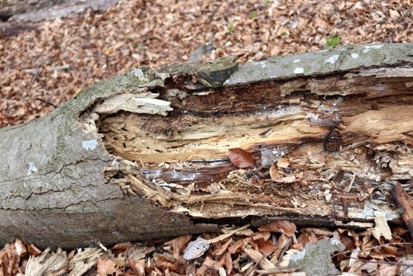 Prečín, 17.4.2019
Strážovské vrchy, vrch Dúpna. 
Klíčová slova: Prečín Strážovske vrchy vrch Dúpna Ampedus rufipennis