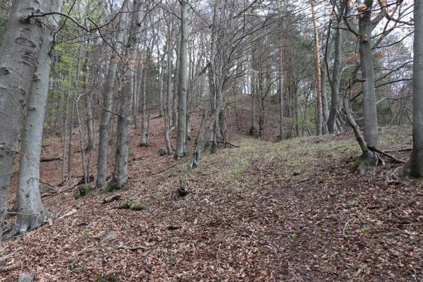 Prečín, 17.4.2019
Strážovské vrchy, vrch Dúpna.
Klíčová slova: Prečín Strážovske vrchy vrch Dúpna