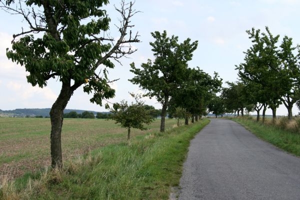 Přepychy, 11.9.2008
Třešňová alej u silnice mezi Přepychy a vrchem Horkou. Vlevo třešeň osídlená krasci Anthaxia candens. 
Keywords: Přepychy Anthaxia candens