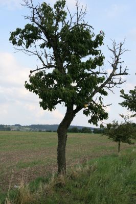 Přepychy, 11.9.2008
Třešňová alej u silnice mezi Přepychy a vrchem Horkou. Třešeň osídlená krasci Anthaxia candens. V pozadí Přepychy.
Keywords: Přepychy Anthaxia candens