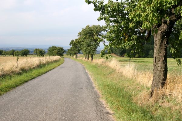 Přepychy, 11.9.2008
Kraj třešňových alejí. Třešňová alej u silnice mezi Novou Vsí a Přepychy. 
Mots-clés: Přepychy Nová Ves