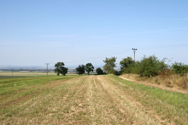 Přepychy, 18.9.2009
Stará třešňová alej u polní cesty na kopci jižně od obce Přepychy.
Klíčová slova: Přepychy Anthaxia candens