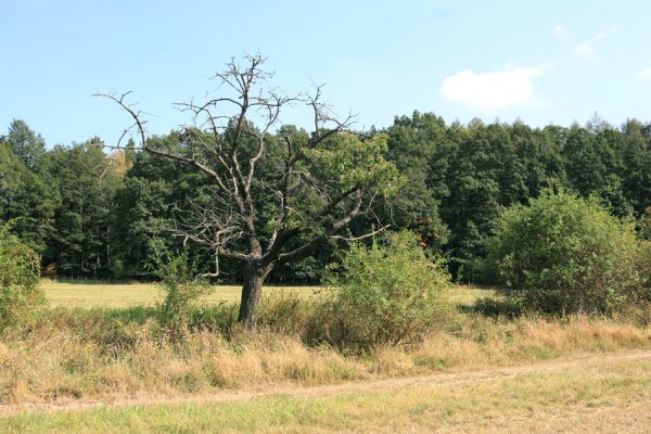 Přepychy, 18.9.2009
Stará třešňová alej u polní cesty na kopci jižně od obce Přepychy.
Klíčová slova: Přepychy Anthaxia candens