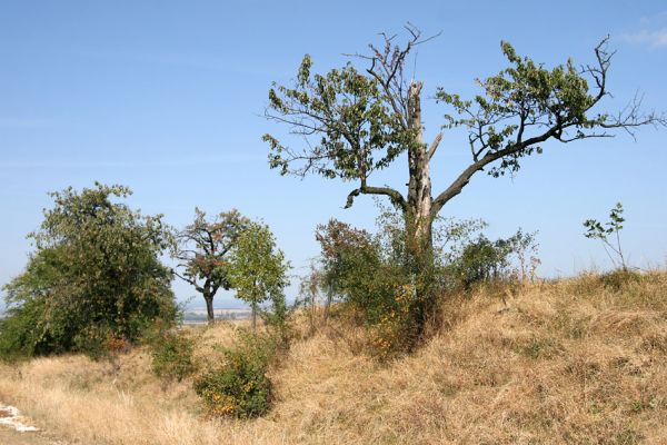 Přepychy, 18.9.2009
Stará třešňová alej u polní cesty na kopci jižně od obce Přepychy.
Mots-clés: Přepychy Anthaxia candens