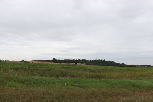 Převýšov, 20.8.2021
Pohled od jihu na kopec Na Vinici.
Klíčová slova: Převýšov Olešnice Na Vinici Agriotes gallicus
