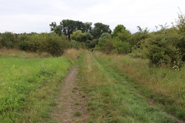 Převýšov, 20.8.2021
Nad Ostrovem. Zarůstající stráně nad Cidlinou. Na květech miříkovitých byli tesaříci Chlorophorus sartor - první známá východočeská lokalita.
Schlüsselwörter: Převýšov Ostrov