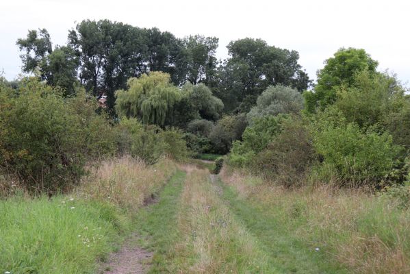 Převýšov, 20.8.2021
Nad Ostrovem. Zarůstající stráně nad Cidlinou. Na květech miříkovitých byli tesaříci Chlorophorus sartor - první známá východočeská lokalita.
Klíčová slova: Převýšov Ostrov