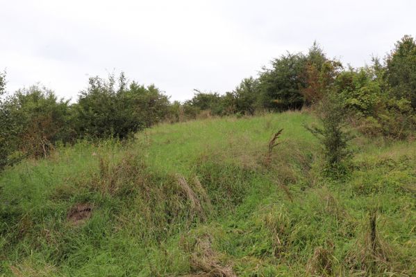 Převýšov, 20.8.2021
Nad Ostrovem. Zarůstající stráně nad Cidlinou.
Klíčová slova: Převýšov Ostrov Agriotes gallicus