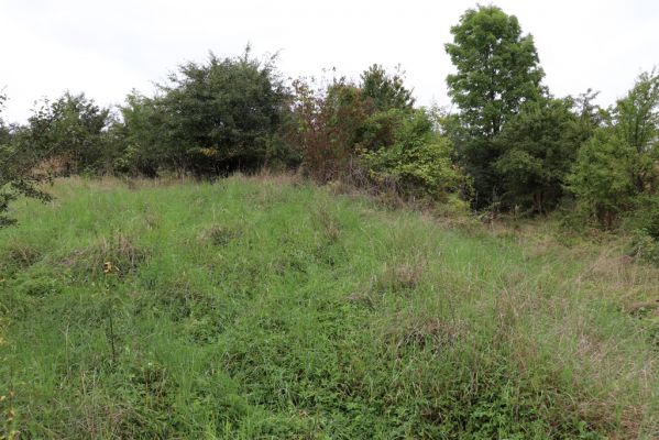 Převýšov, 20.8.2021
Nad Ostrovem. Zarůstající stráně nad Cidlinou.
Klíčová slova: Převýšov Ostrov Agriotes gallicus