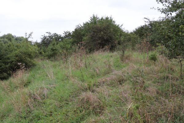 Převýšov, 20.8.2021
Nad Ostrovem. Zarůstající stráně nad Cidlinou.
Schlüsselwörter: Převýšov Ostrov Agriotes gallicus