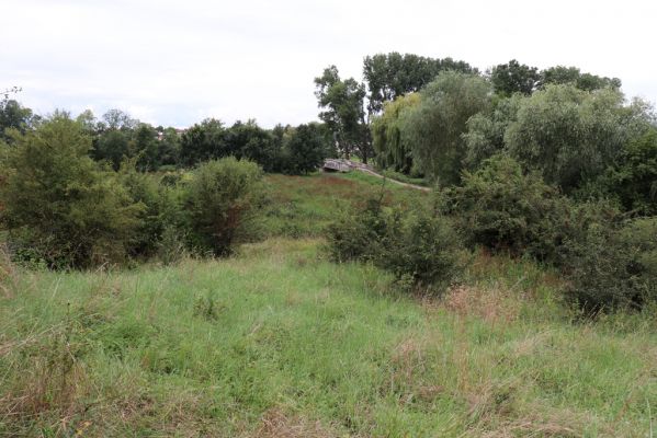Převýšov, 20.8.2021
Nad Ostrovem. Zarůstající stráně nad Cidlinou.
Klíčová slova: Převýšov Ostrov Agriotes gallicus