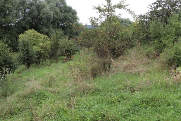 Převýšov, 20.8.2021
Nad Ostrovem. Zarůstající stráně nad Cidlinou.
Klíčová slova: Převýšov Ostrov Agriotes gallicus