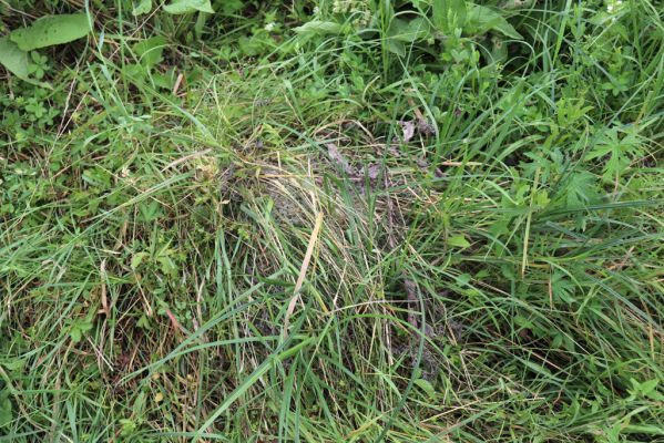Převýšov, 20.8.2021
Nad Ostrovem. Zarůstající stráně nad Cidlinou.
Klíčová slova: Převýšov Ostrov Agriotes gallicus
