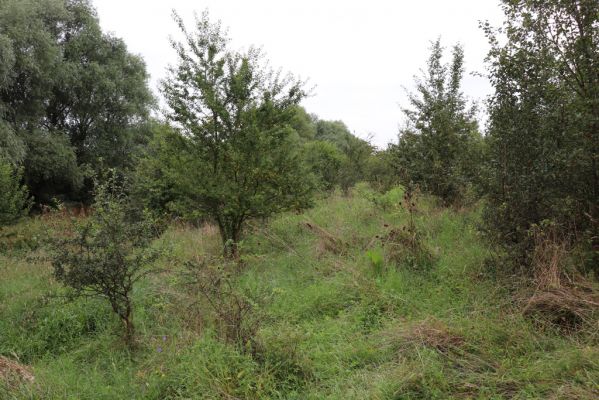 Převýšov, 20.8.2021
Nad Ostrovem. Zarůstající stráně nad Cidlinou.
Klíčová slova: Převýšov Ostrov Agriotes gallicus