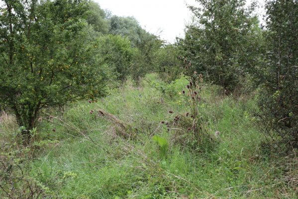Převýšov, 20.8.2021
Nad Ostrovem. Zarůstající stráně nad Cidlinou.
Klíčová slova: Převýšov Ostrov Agriotes gallicus