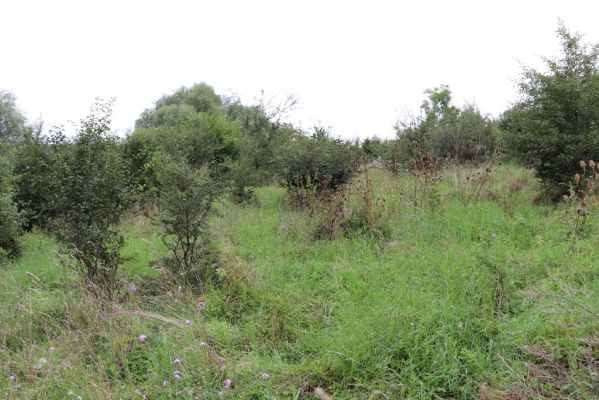 Převýšov, 20.8.2021
Nad Ostrovem. Zarůstající stráně nad Cidlinou.
Klíčová slova: Převýšov Ostrov Agriotes gallicus