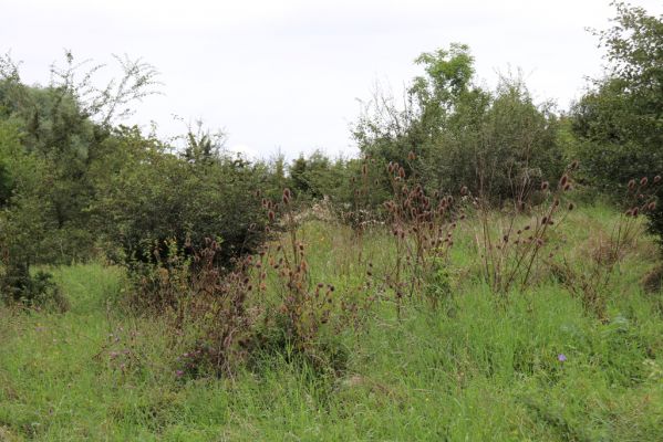 Převýšov, 20.8.2021
Nad Ostrovem. Zarůstající stráně nad Cidlinou.
Klíčová slova: Převýšov Ostrov Agriotes gallicus
