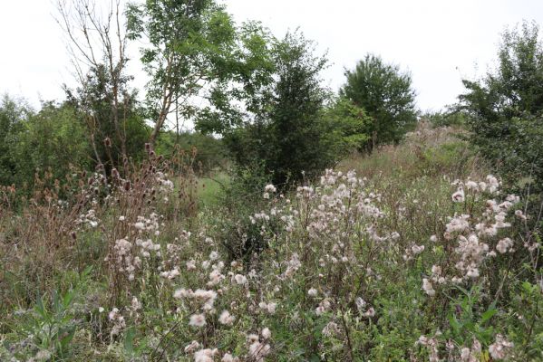 Převýšov, 20.8.2021
Nad Ostrovem. Zarůstající stráně nad Cidlinou.
Schlüsselwörter: Převýšov Ostrov