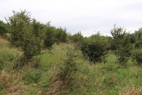 Převýšov, 20.8.2021
Nad Ostrovem. Zarůstající stráně nad Cidlinou.
Klíčová slova: Žiželice Ostrov Převýšov Agriotes gallicus