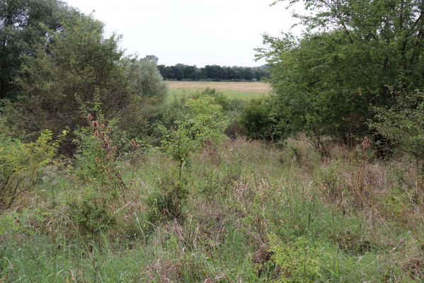 Převýšov, 20.8.2021
Nad Ostrovem. Zarůstající stráně nad Cidlinou.
Klíčová slova: Převýšov Ostrov Agriotes gallicus