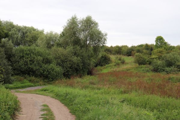 Žiželice, 20.8.2021
Ostrov - pohled na zarůstající stráně nad Cidlinou.
Mots-clés: Žiželice Ostrov Převýšov Agriotes gallicus