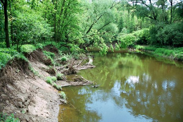 Přibice, meandry Jihlavy, 12.5.2005
Bedřichův les. Dravá voda břehy bere...
Klíčová slova: Přibice Bedřichův les Jihlava