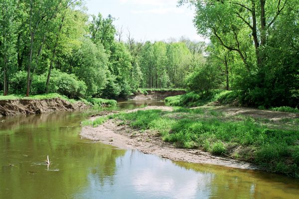 Přibice, meandry Jihlavy, 12.5.2005
Bedřichův les. Štěrkové a písčité náplavy na březích Jihlavy. 
Schlüsselwörter: Přibice Bedřichův les Jihlava Negastrius pulchellus sabulicola Zorochros dermestoides quadriguttatus