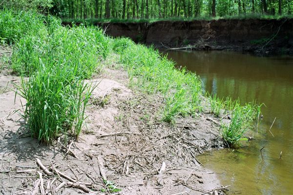 Přibice, meandry Jihlavy, 12.5.2005
Bedřichův les. Štěrkové a písčité náplavy na březích Jihlavy. 
Schlüsselwörter: Přibice Bedřichův les Jihlava Negastrius pulchellus sabulicola Zorochros dermestoides quadriguttatus