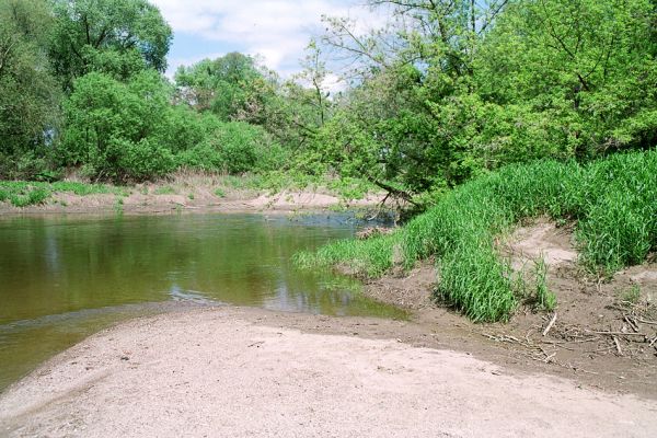 Přibice, meandry Jihlavy, 12.5.2005
Bedřichův les. Štěrkové a písčité náplavy na březích Jihlavy. 
Schlüsselwörter: Přibice Bedřichův les Jihlava Negastrius pulchellus sabulicola Zorochros dermestoides quadriguttatus